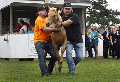 Chincoteague Wild Ponies : Personal Photo Projects : Photos : Richard Moore : Photographer